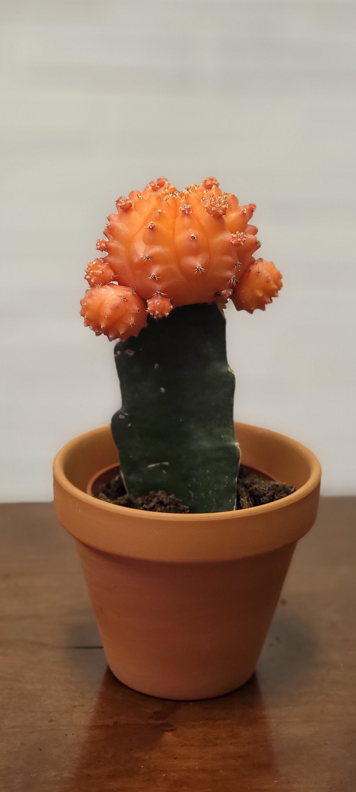 Moon Cactus