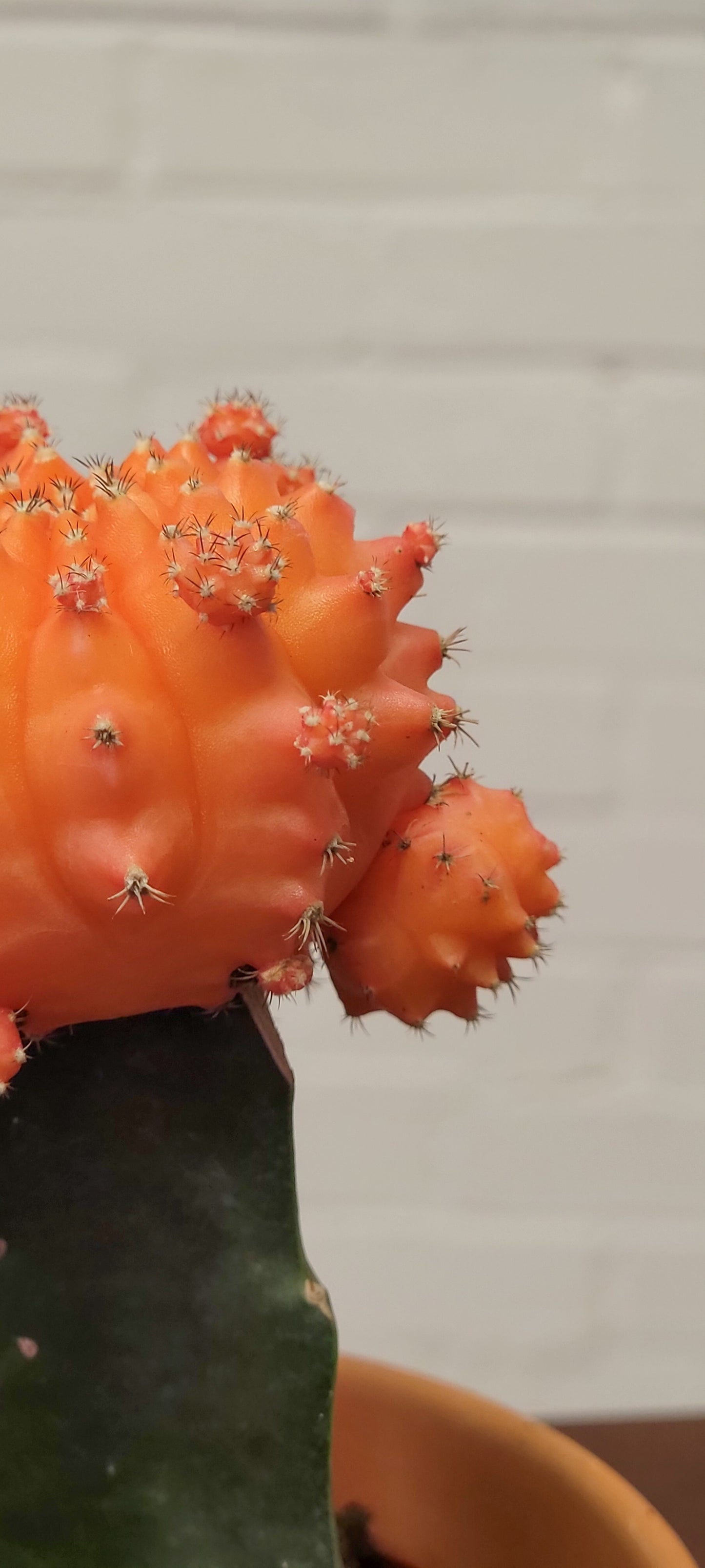 Moon Cactus