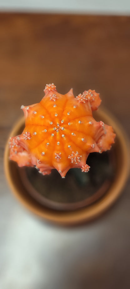 Moon Cactus