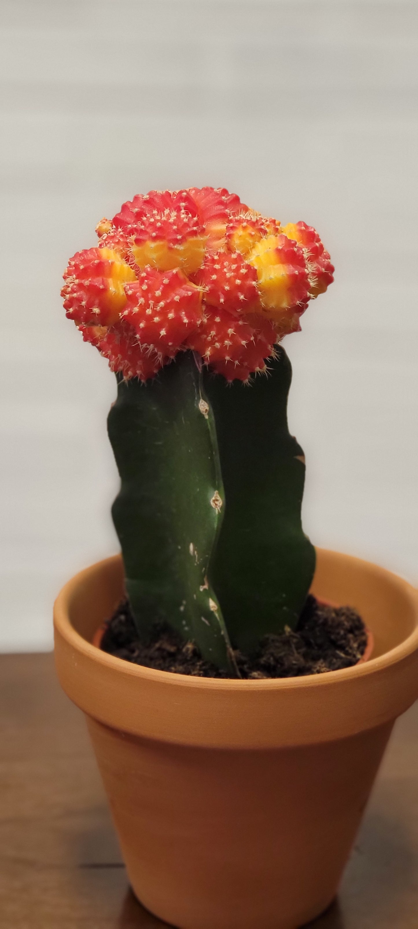 Moon Cactus