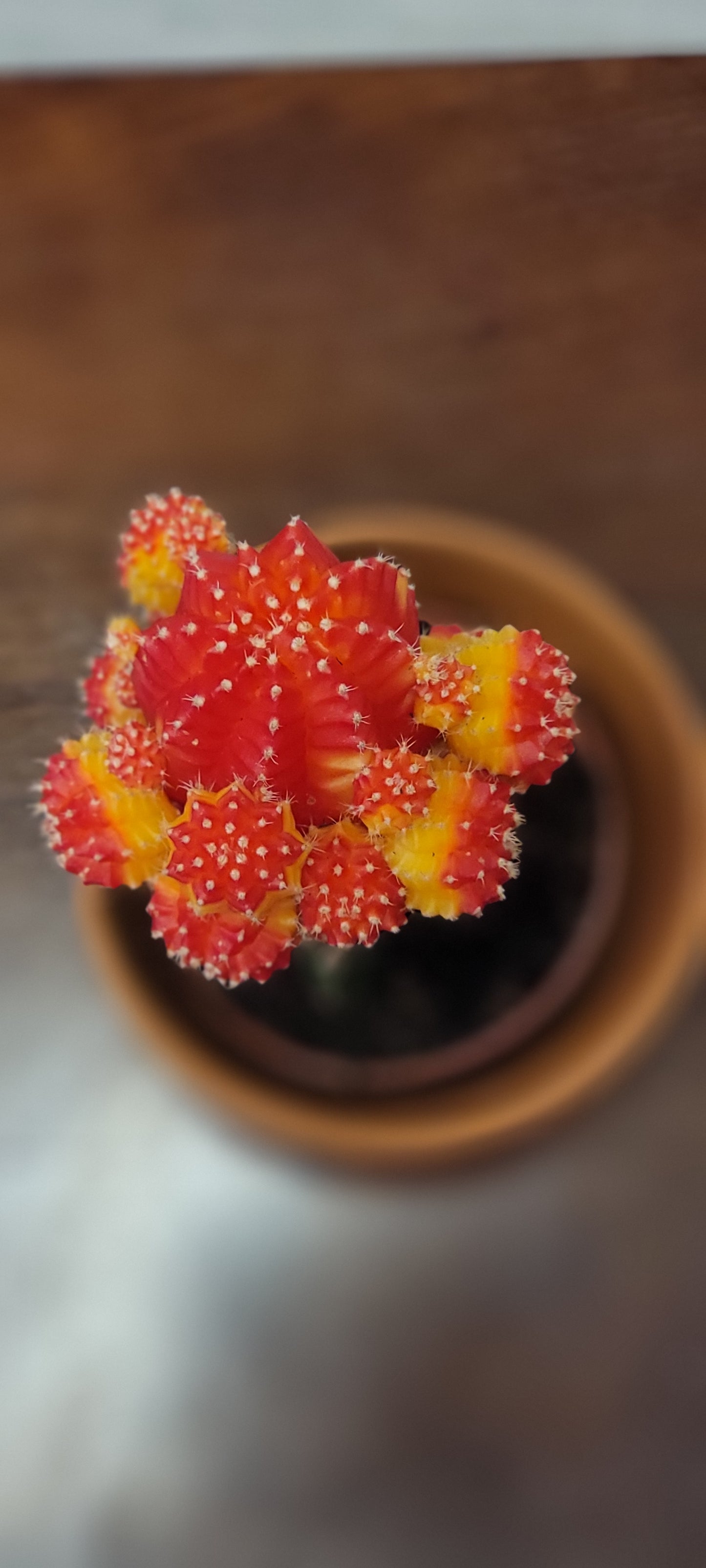 Moon Cactus