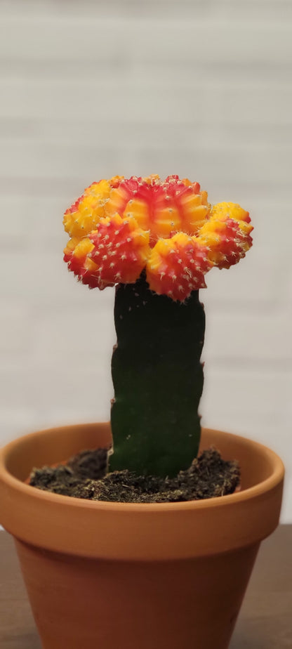 Moon Cactus