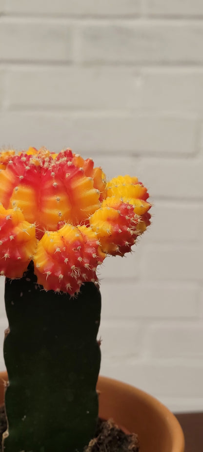 Moon Cactus