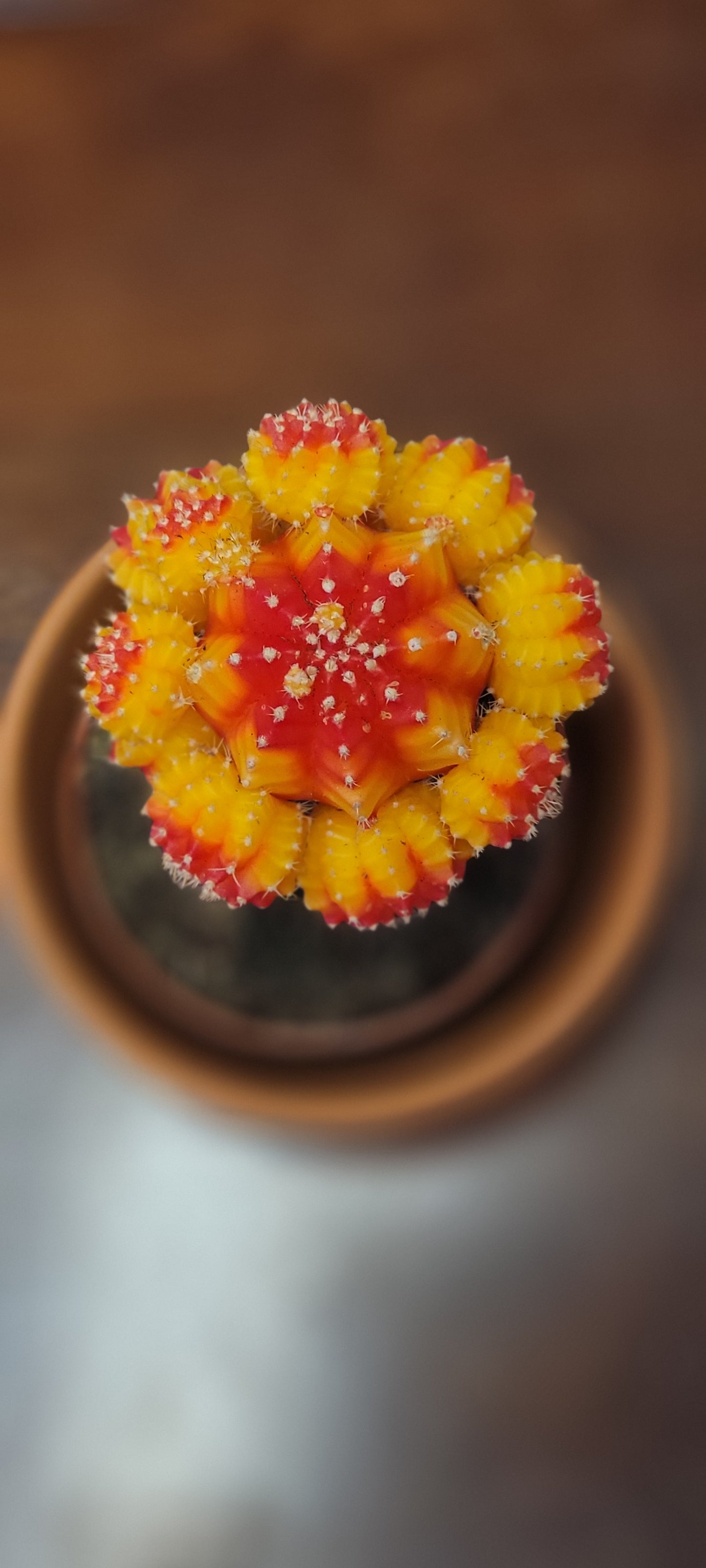 Moon Cactus