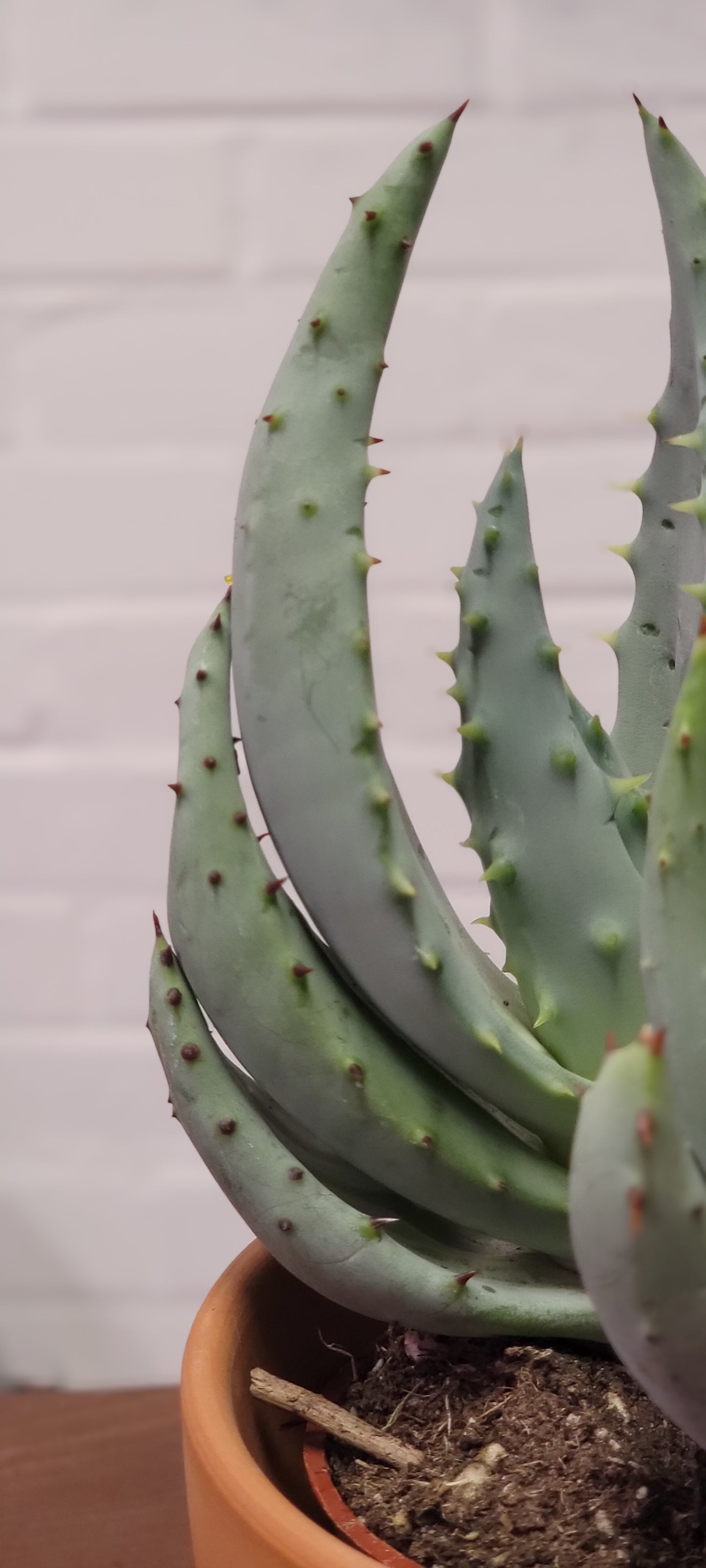 Aloe Marlothii