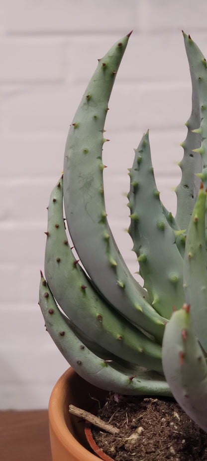 Aloe Marlothii