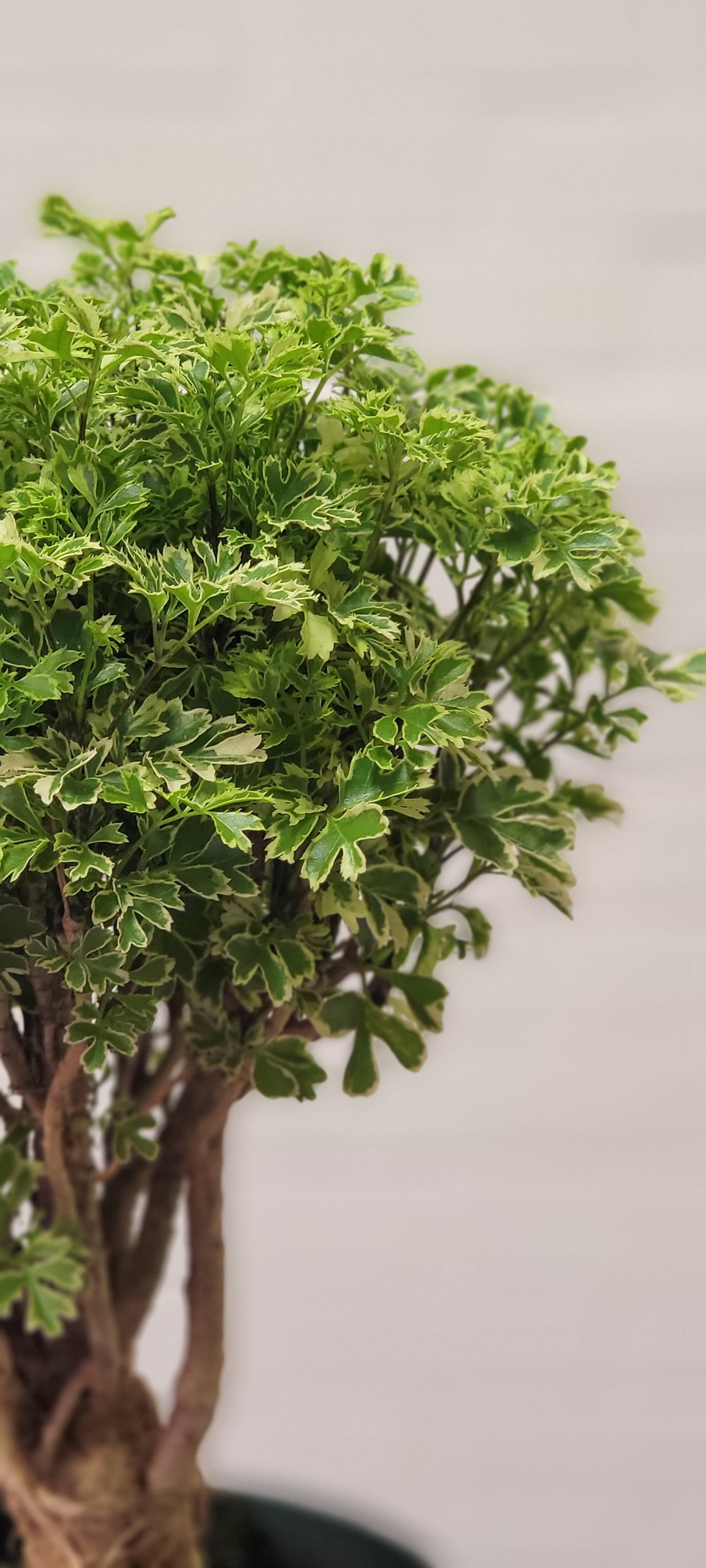 Variegated Ming Aralia Gold