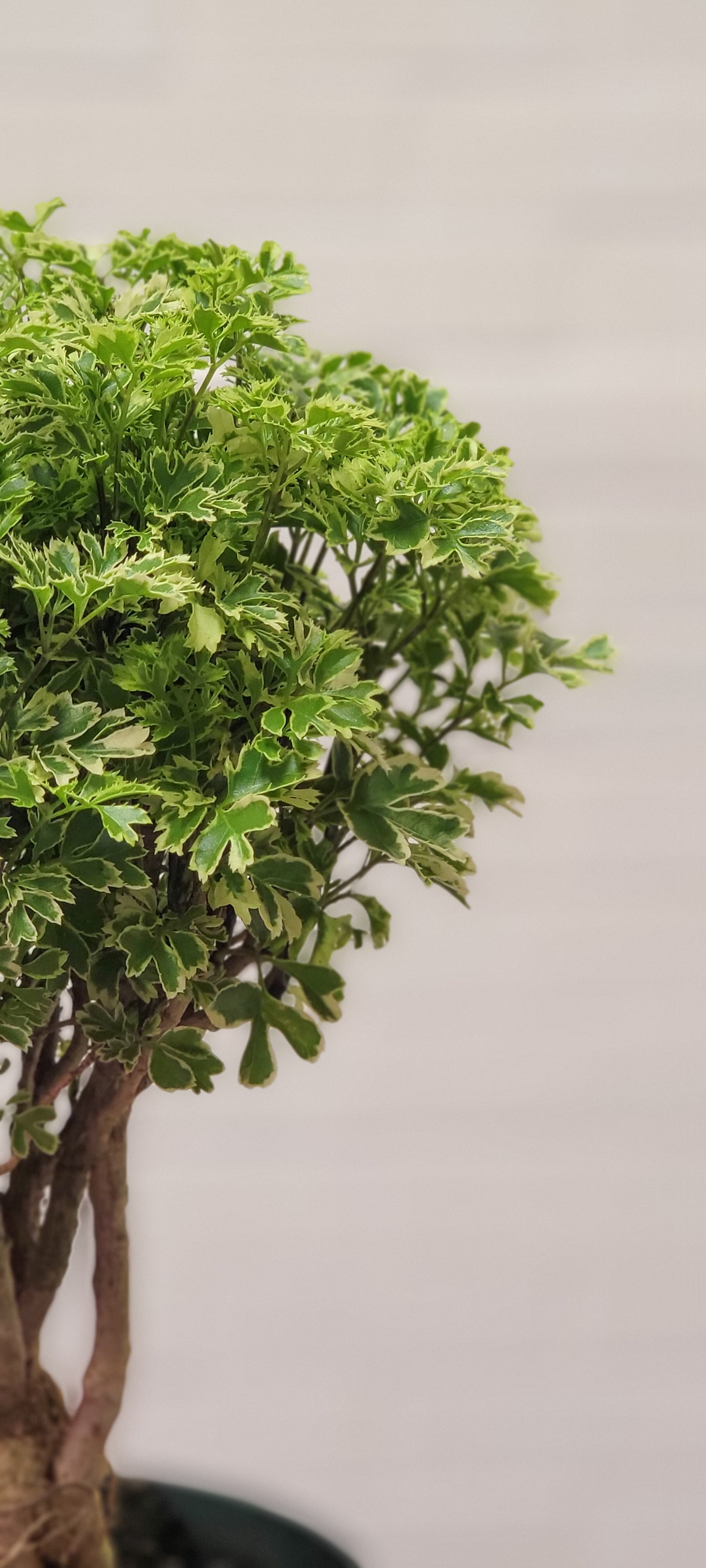 Variegated Ming Aralia Gold