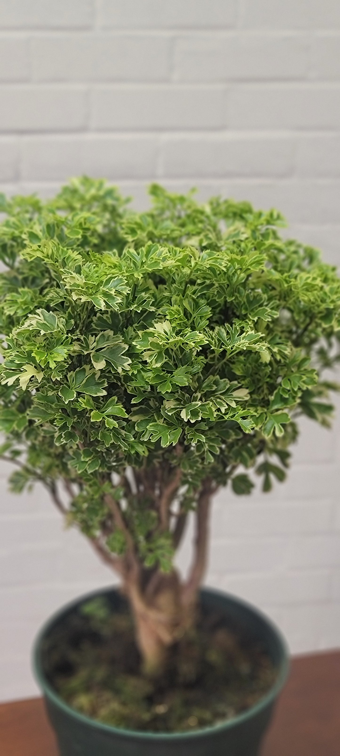 Variegated Ming Aralia Gold