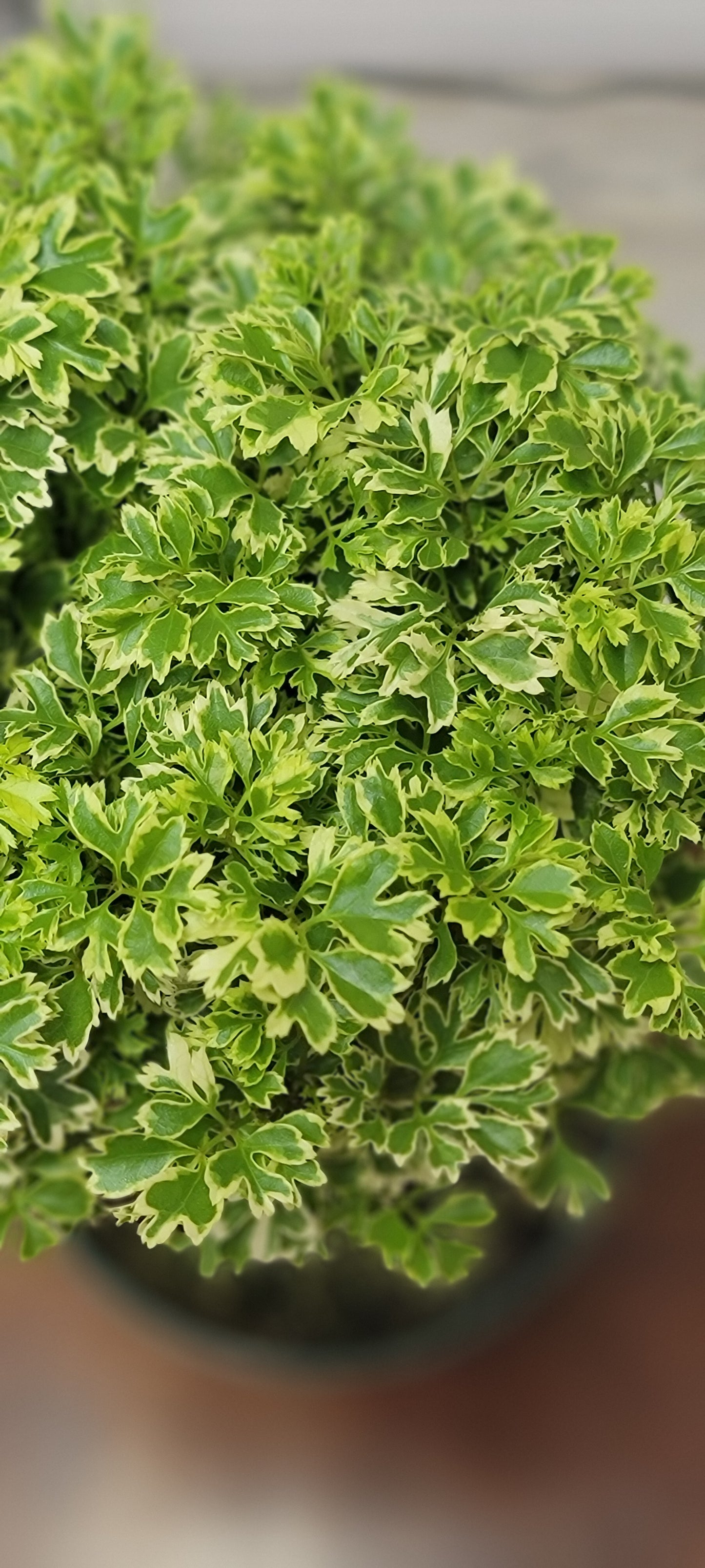 Variegated Ming Aralia Gold