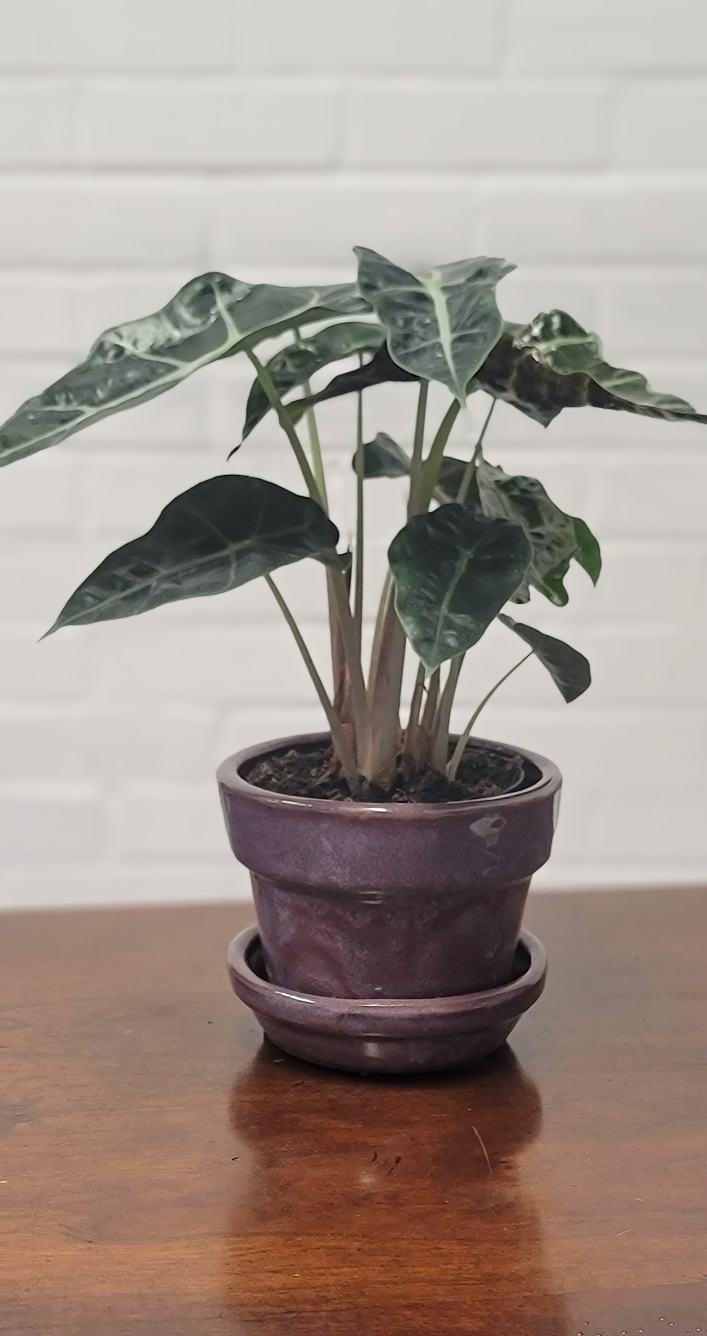 Alocasia Polly