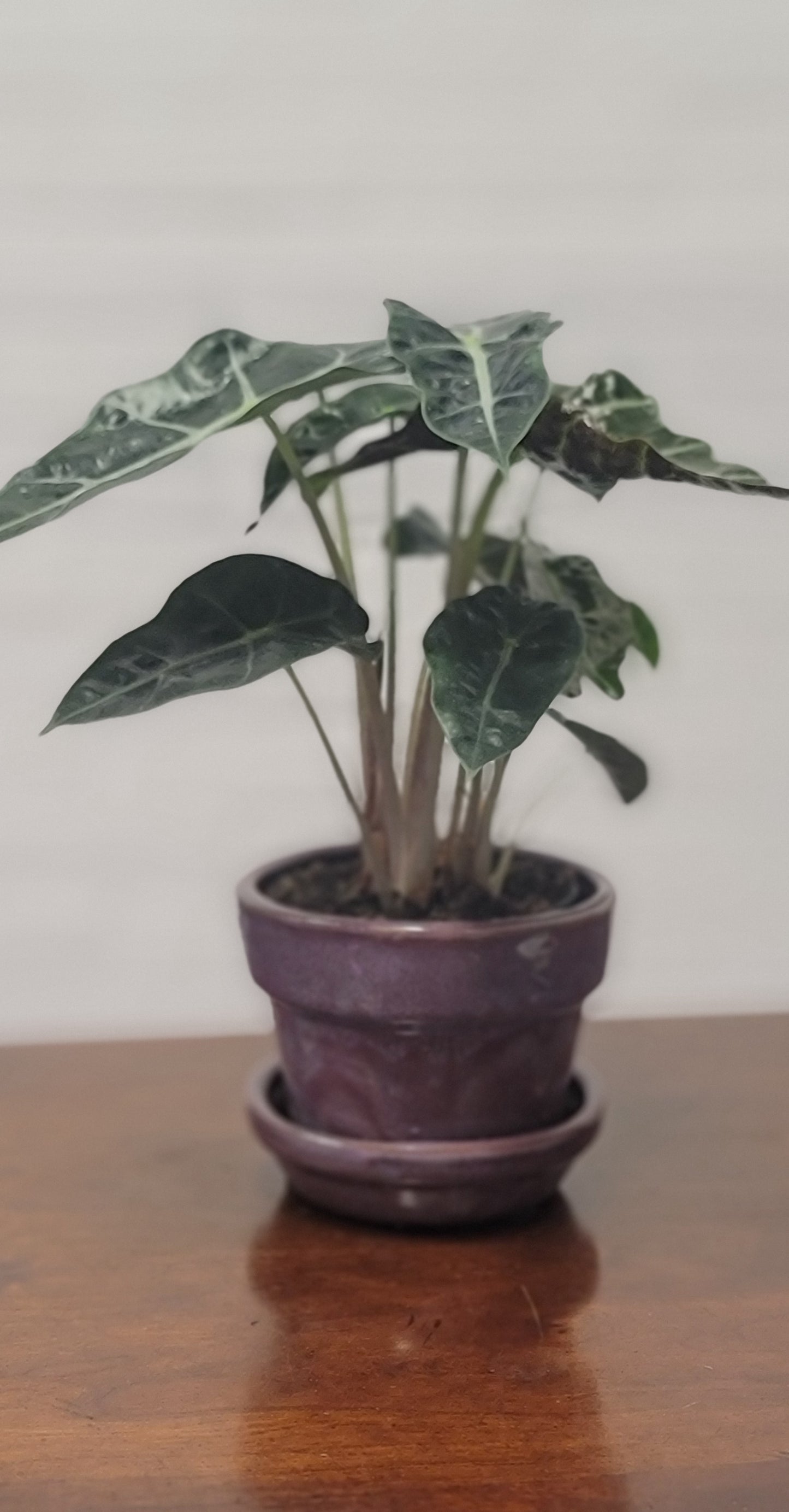 Alocasia Polly