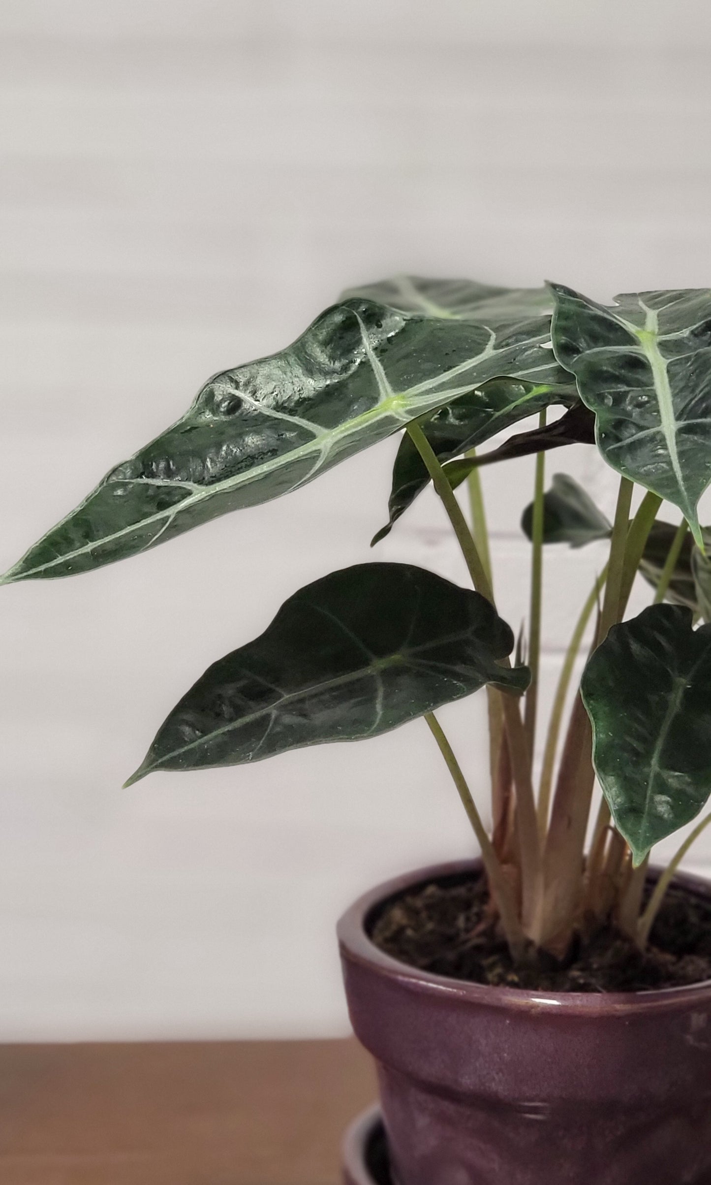 Alocasia Polly