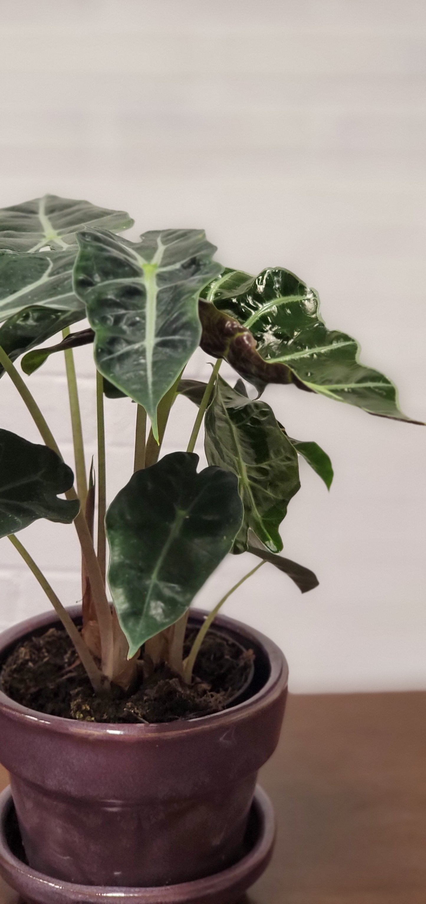 Alocasia Polly