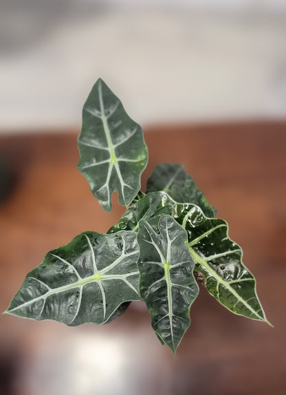 Alocasia Polly