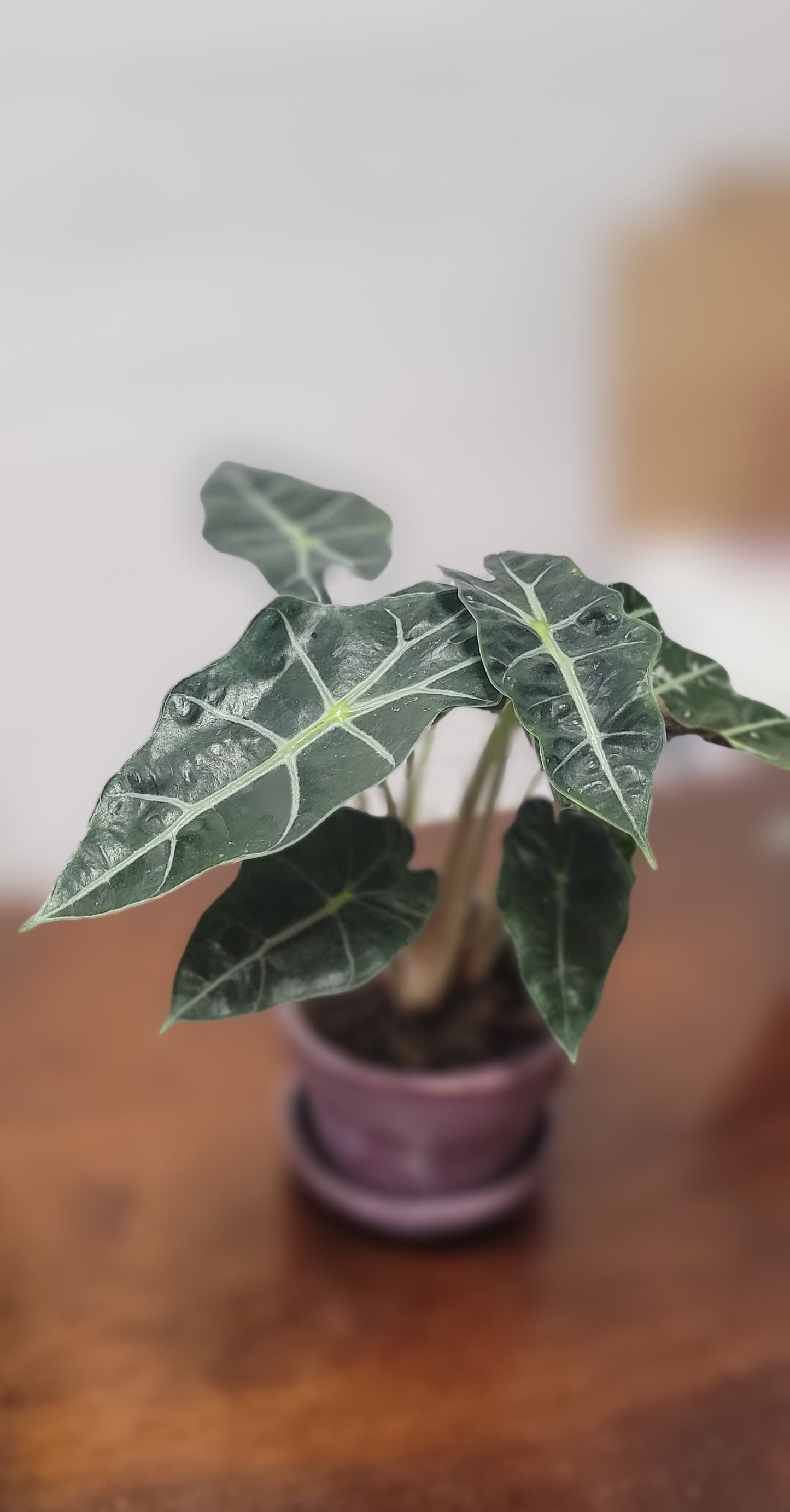 Alocasia Polly