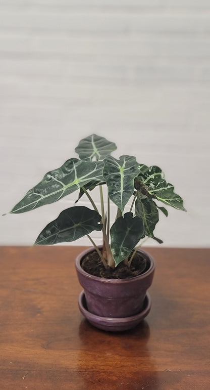 Alocasia Polly