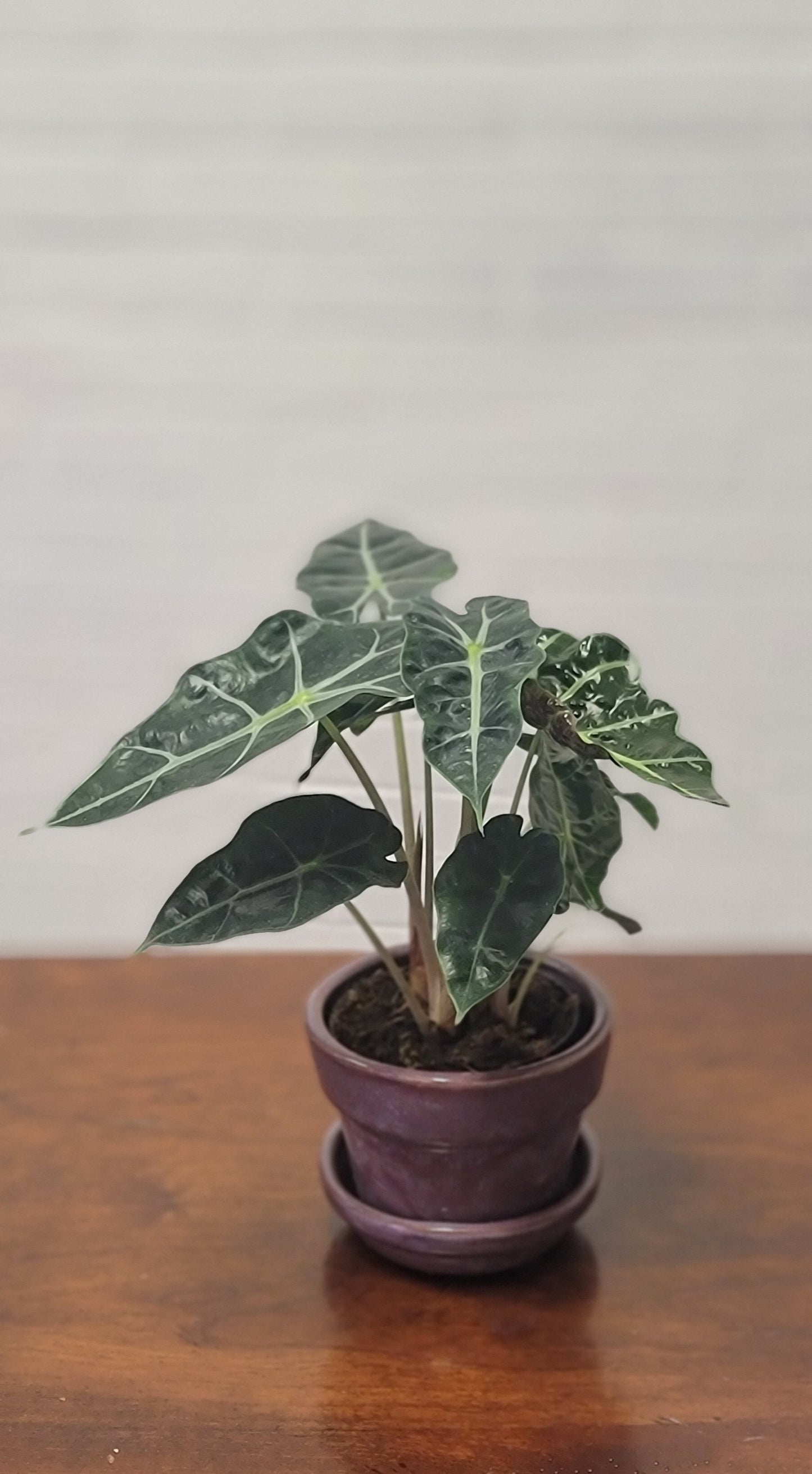 Alocasia Polly