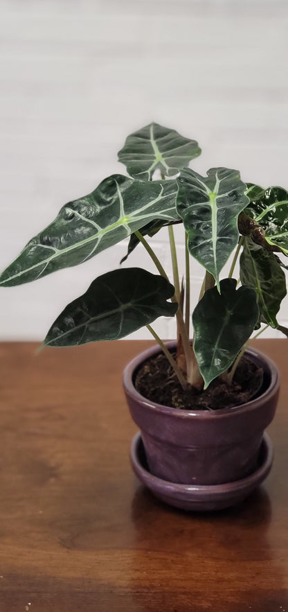 Alocasia Polly