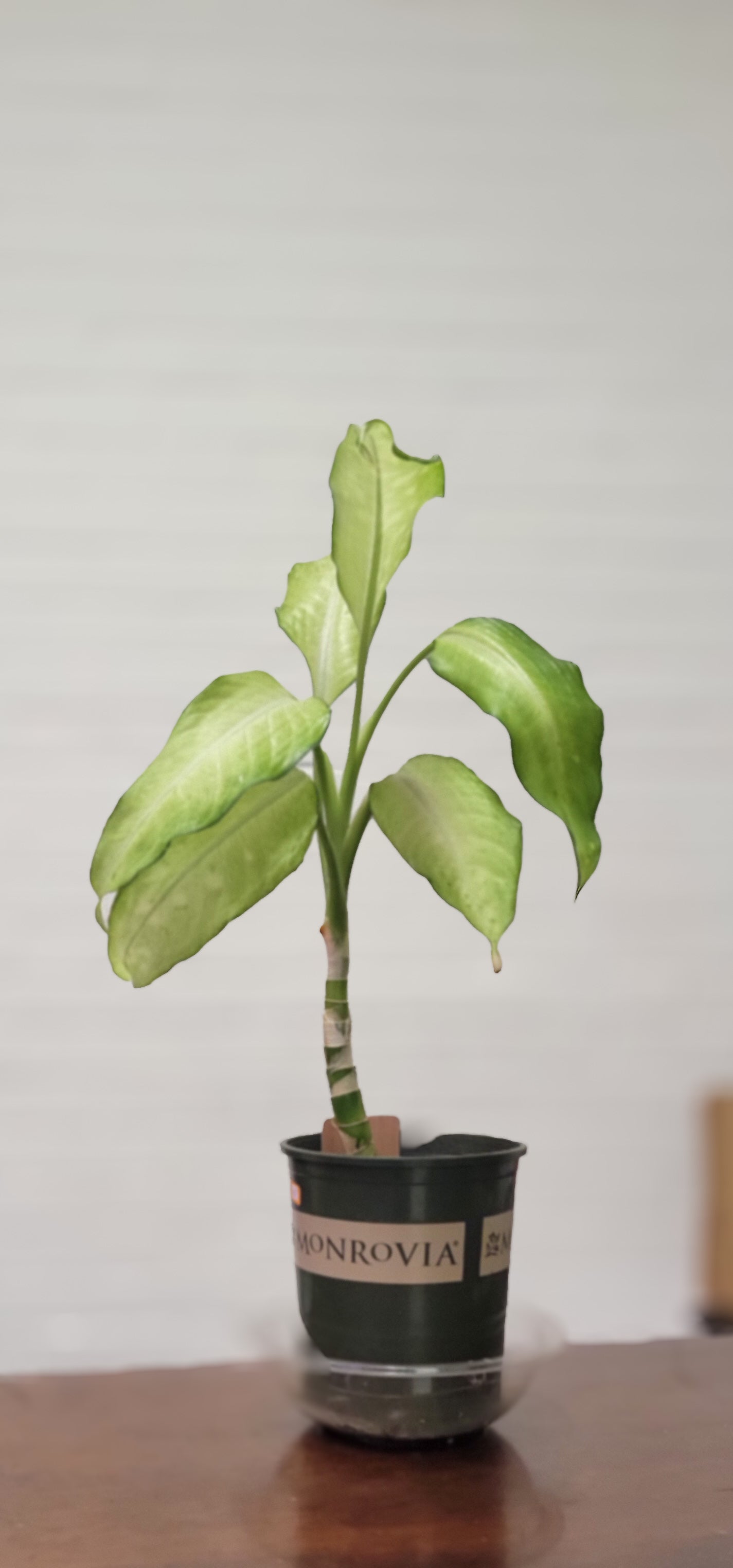 Dieffenbachia