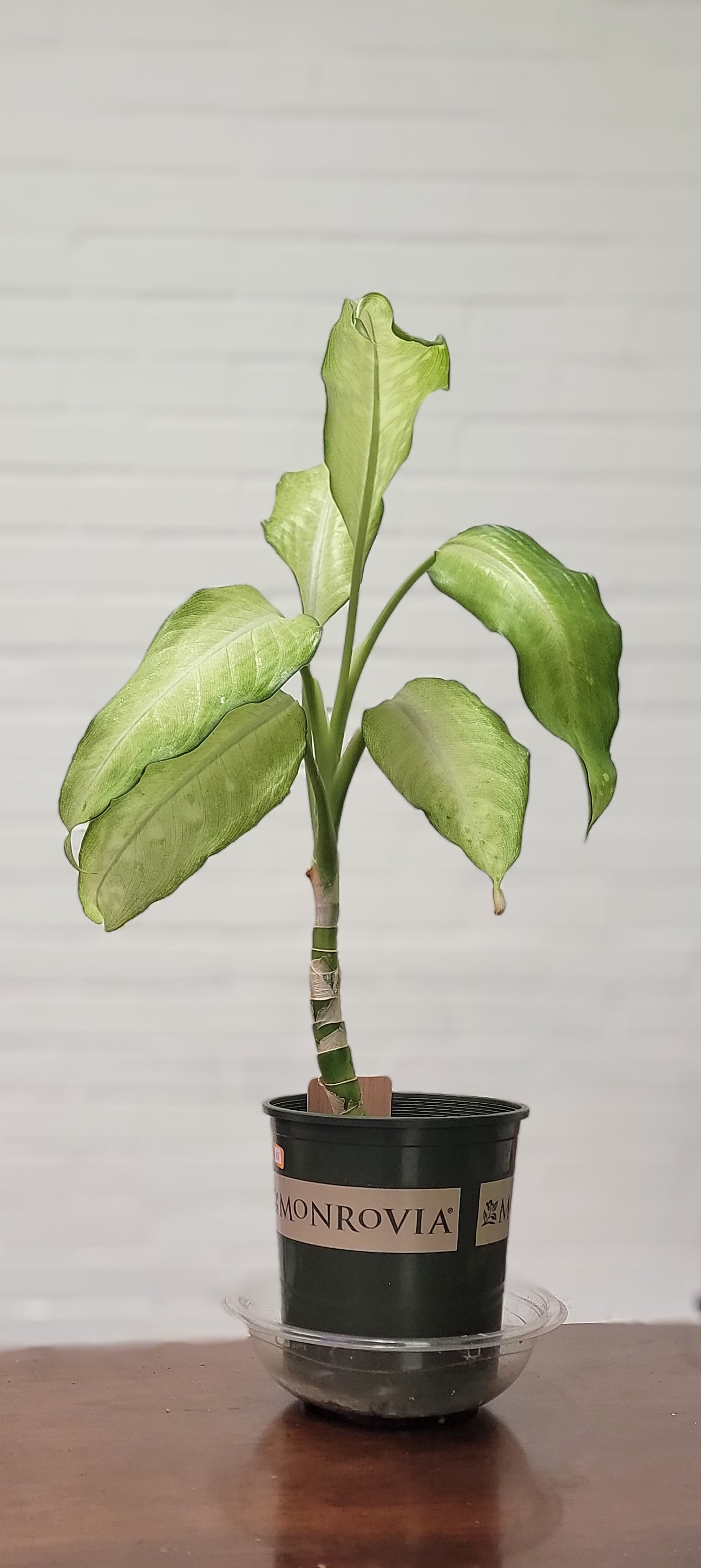 Dieffenbachia