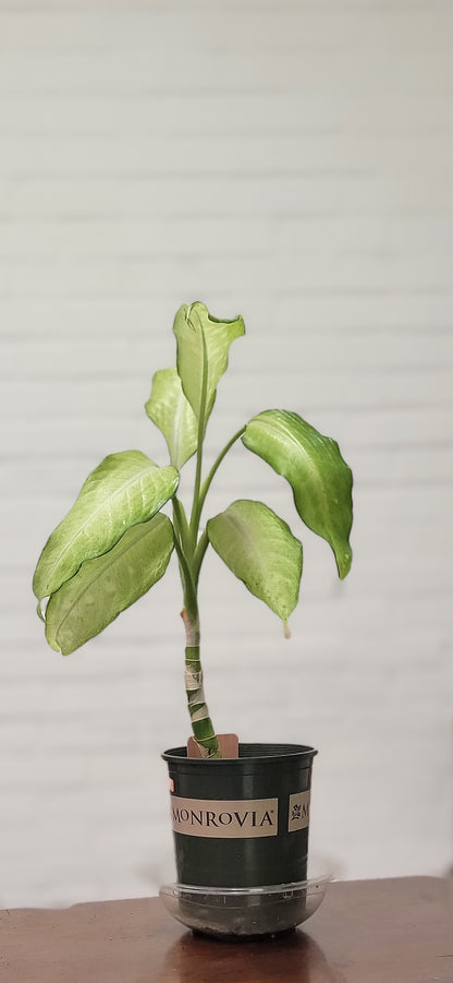 Dieffenbachia