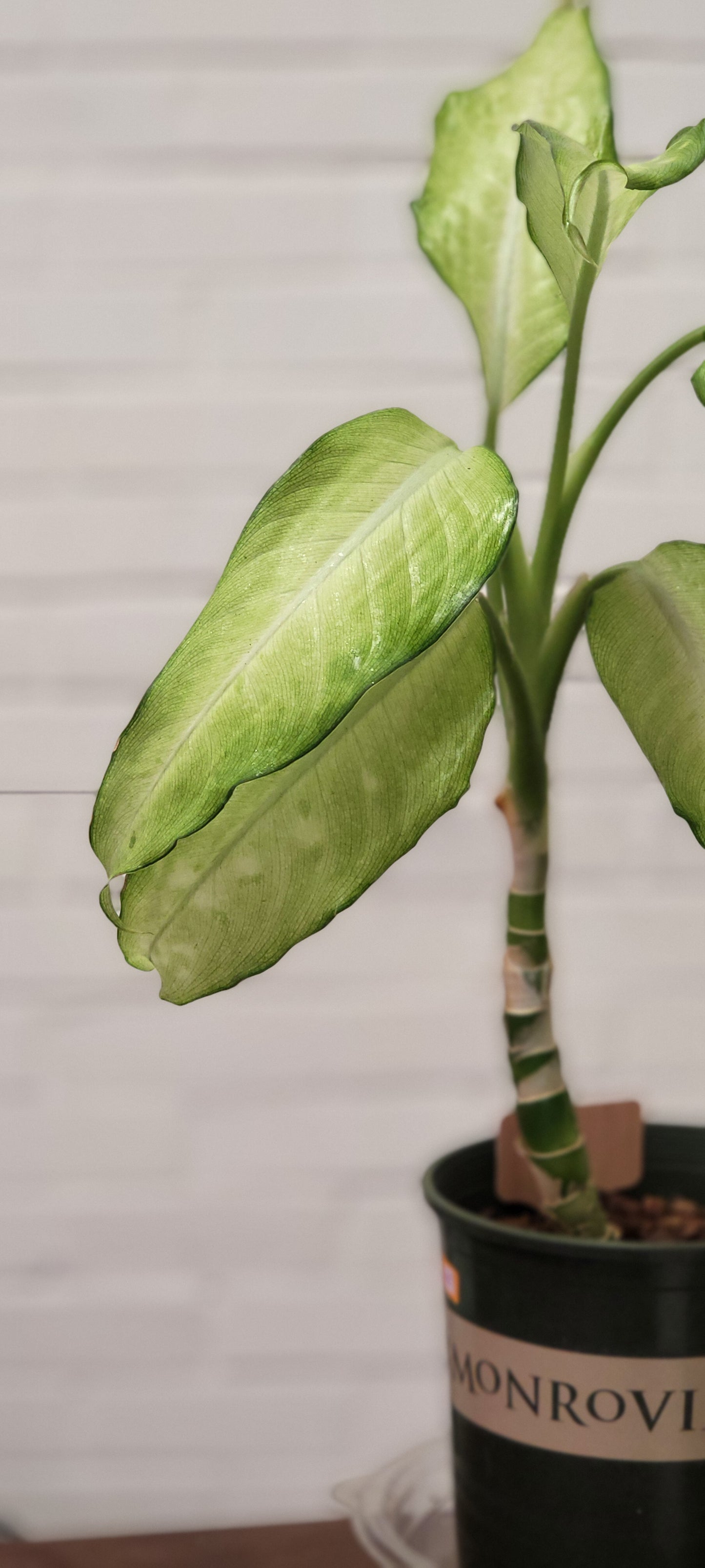 Dieffenbachia