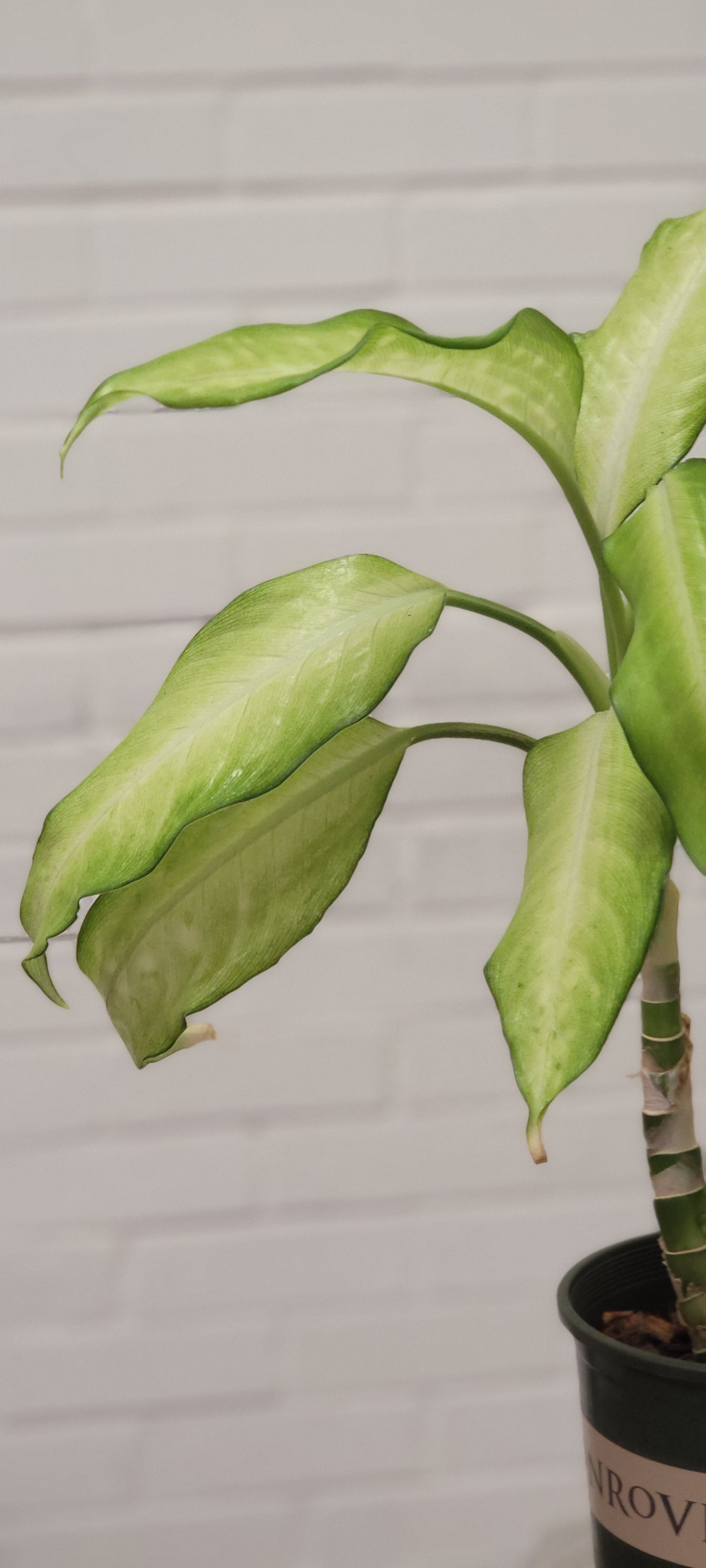 Dieffenbachia