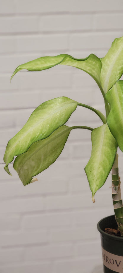 Dieffenbachia