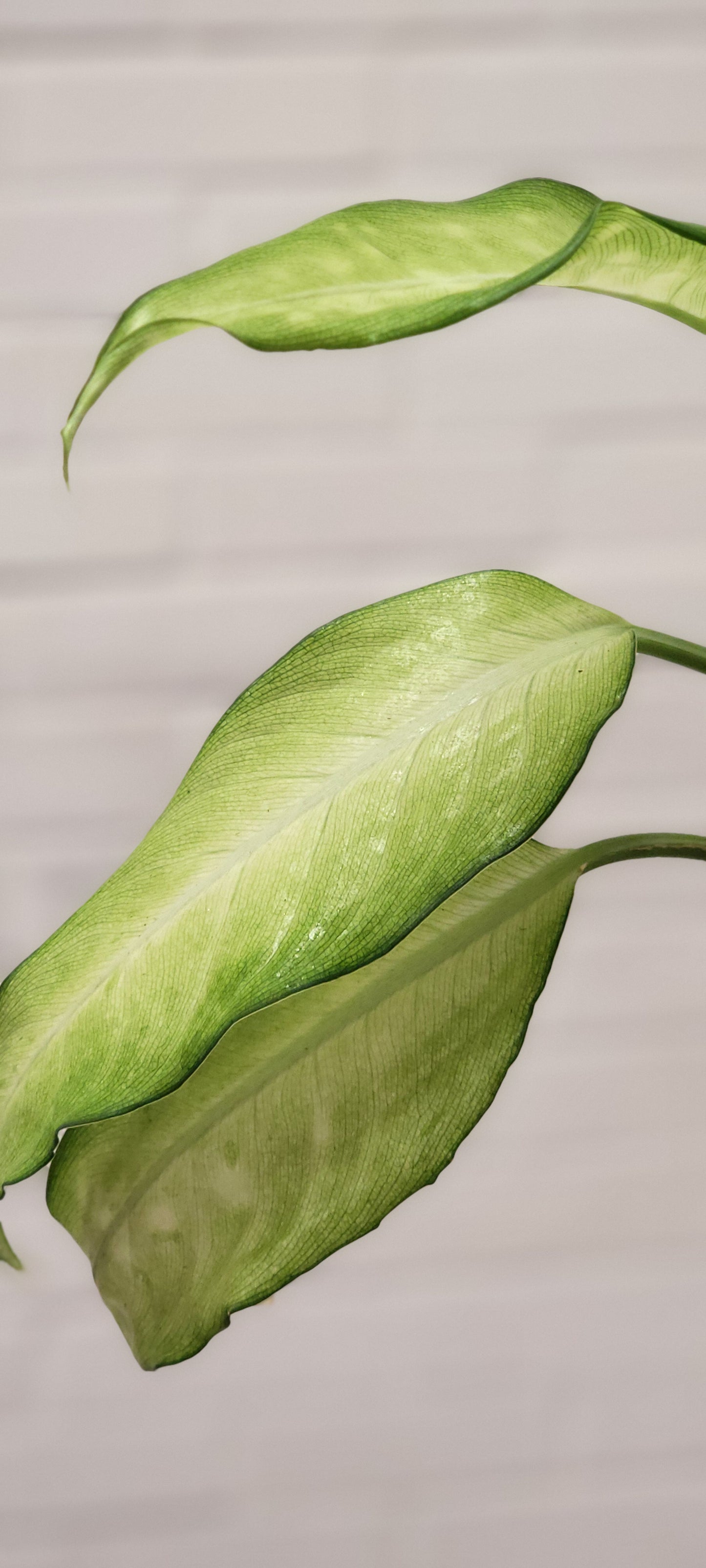 Dieffenbachia