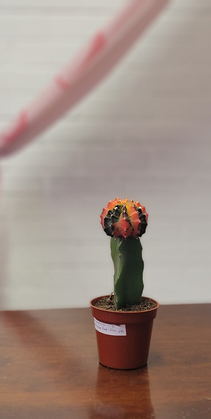 Moon Cactus