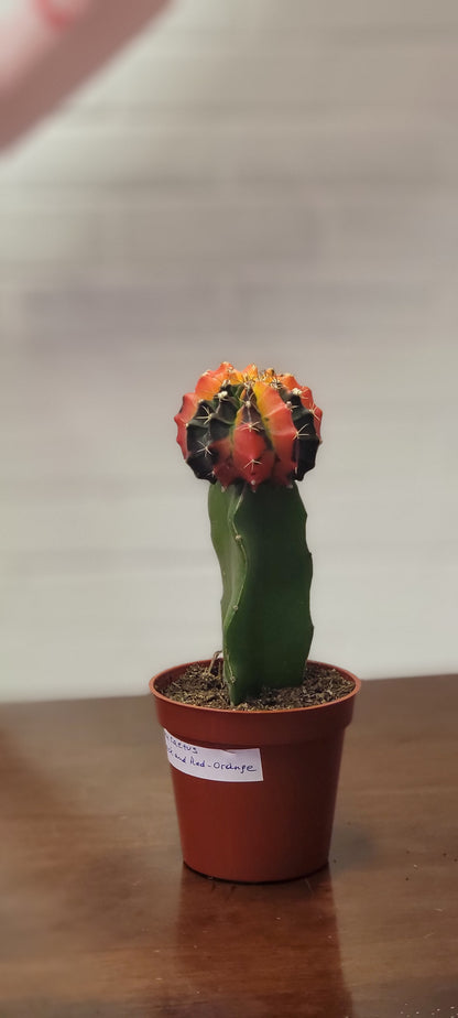 Moon Cactus