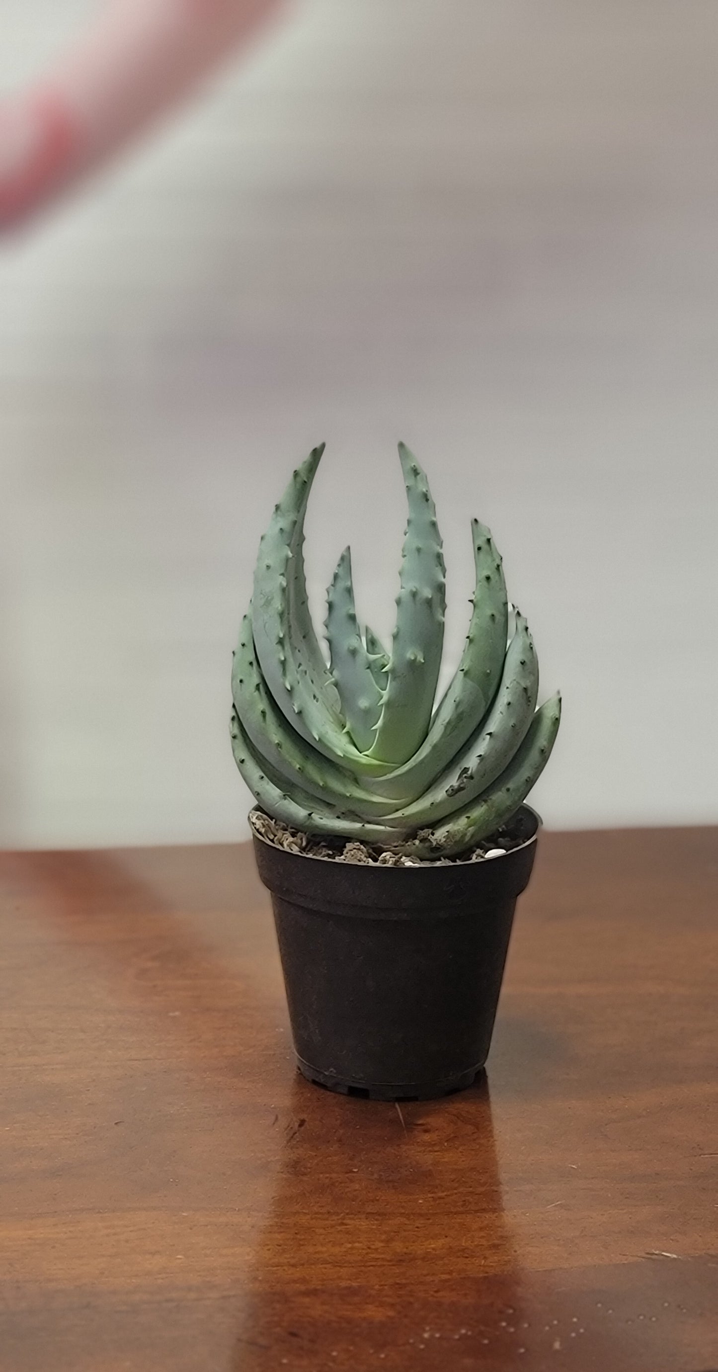 Aloe Marlothii