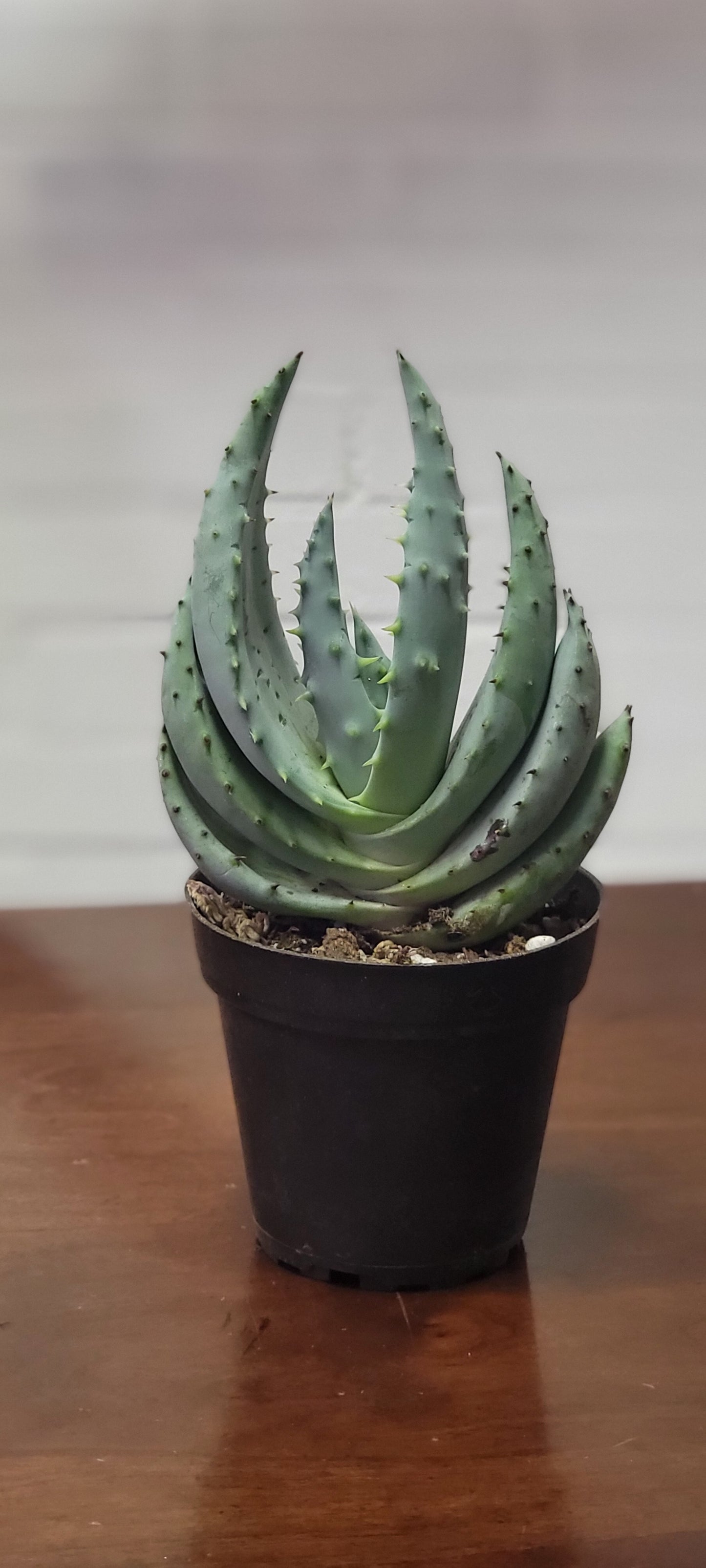 Aloe Marlothii