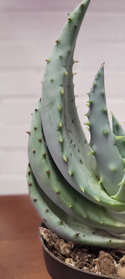 Aloe Marlothii