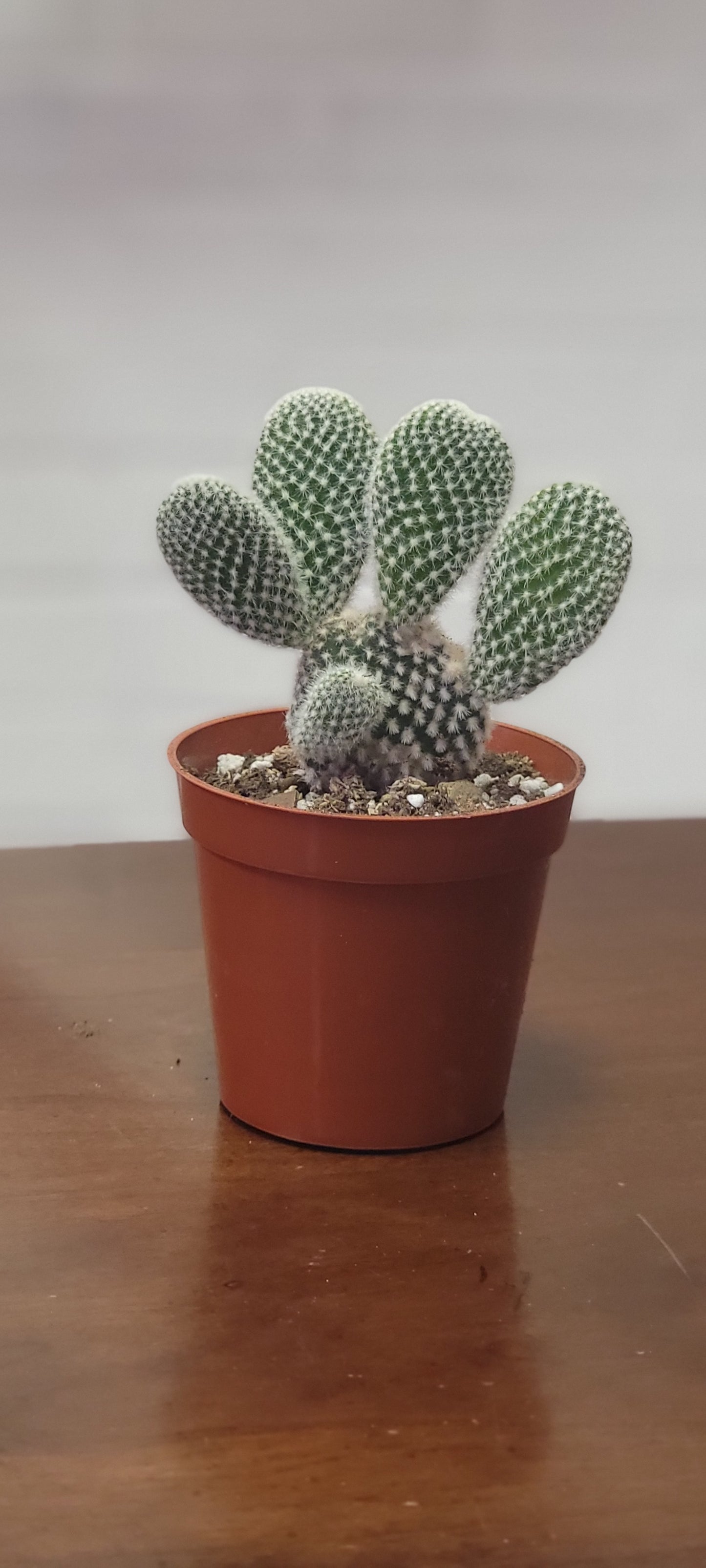 Bunny Ear Cactus