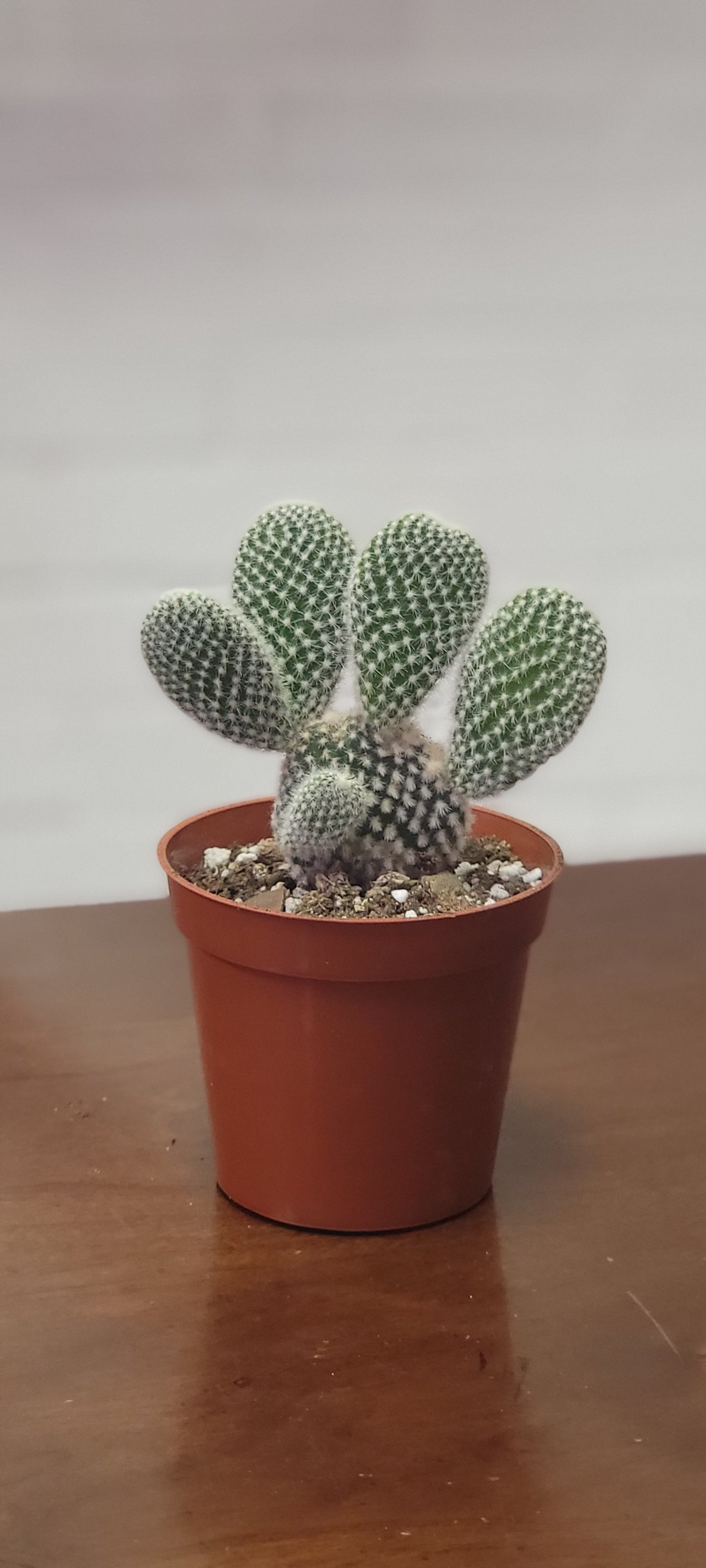 Bunny Ear Cactus