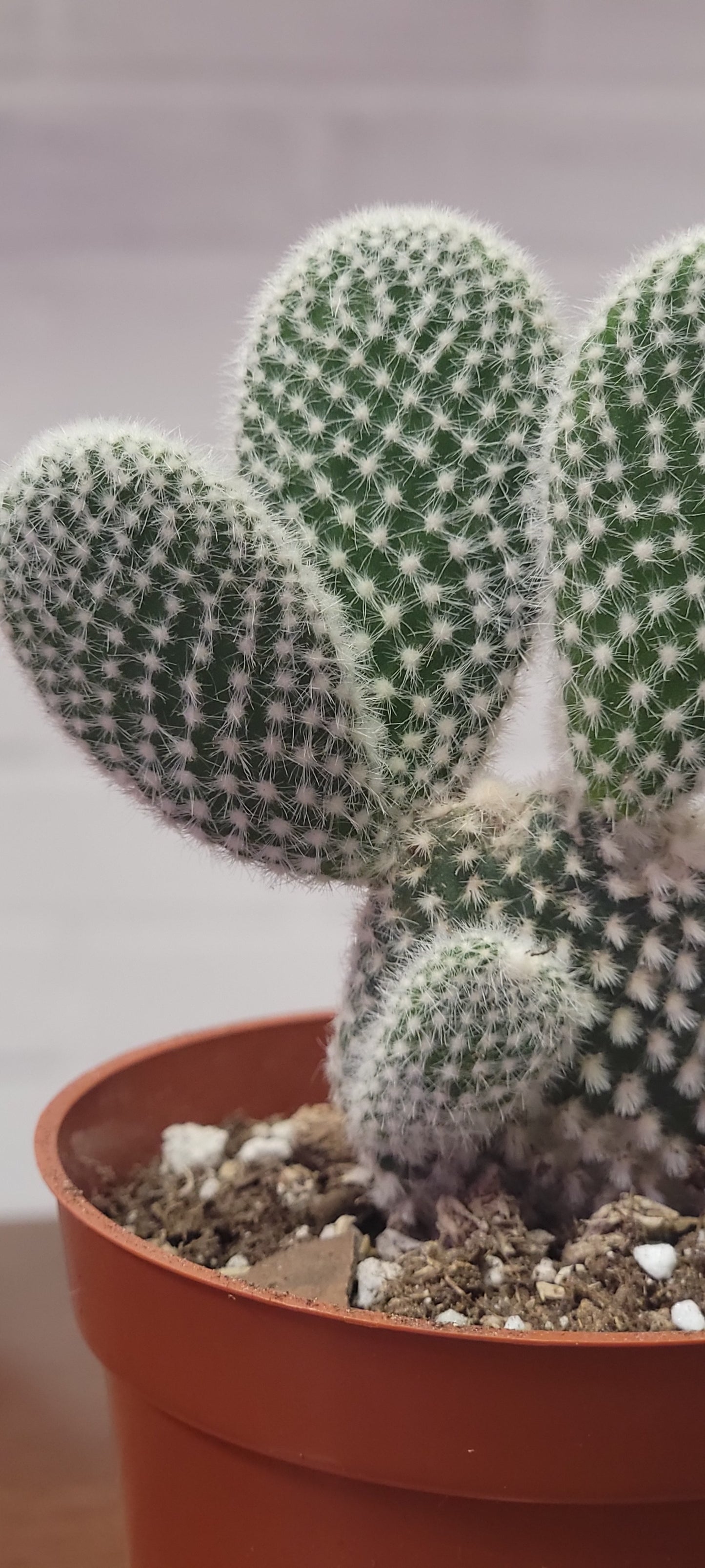 Bunny Ear Cactus