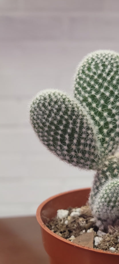 Bunny Ear Cactus