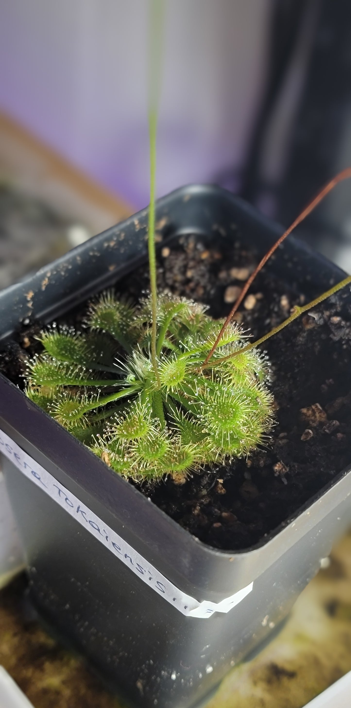 Drosera Tokaiensis