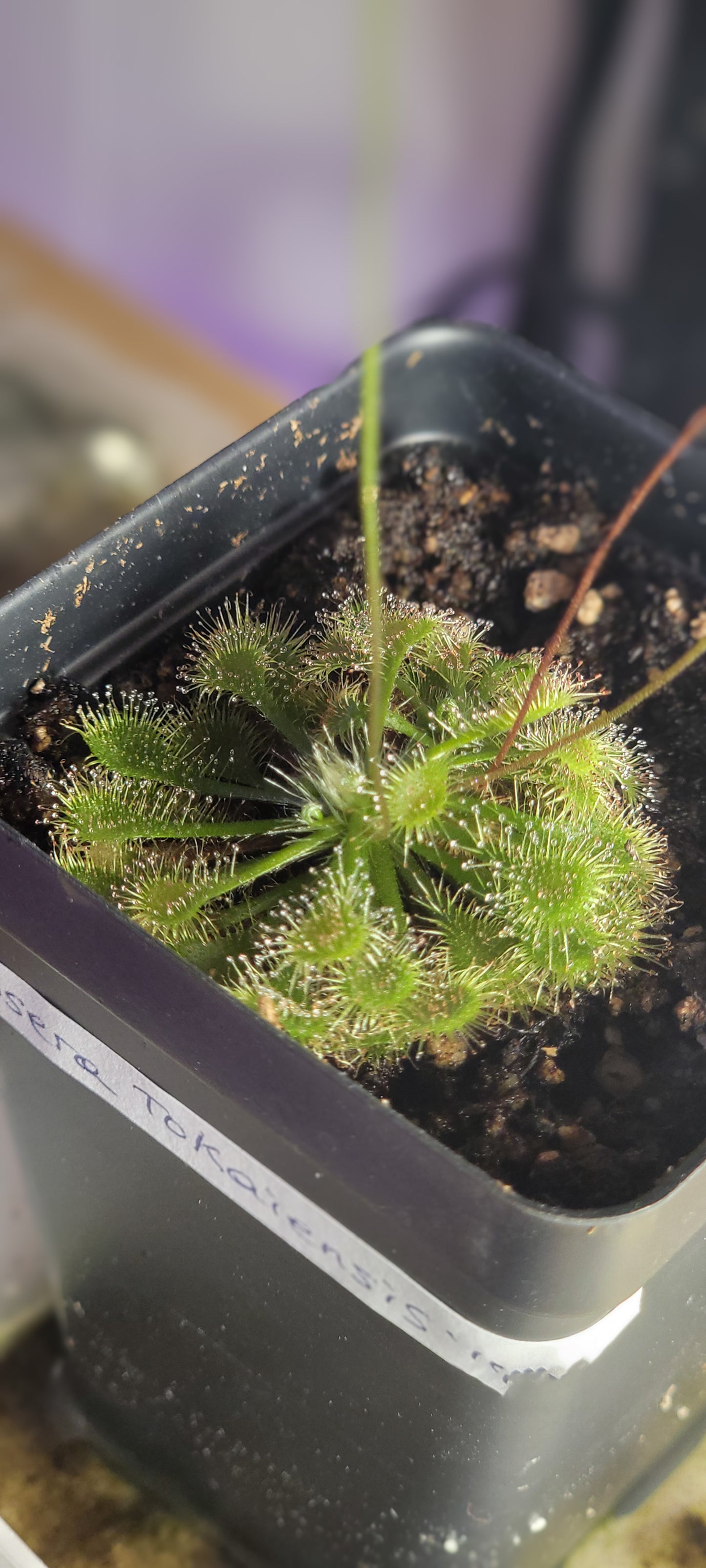 Drosera Tokaiensis