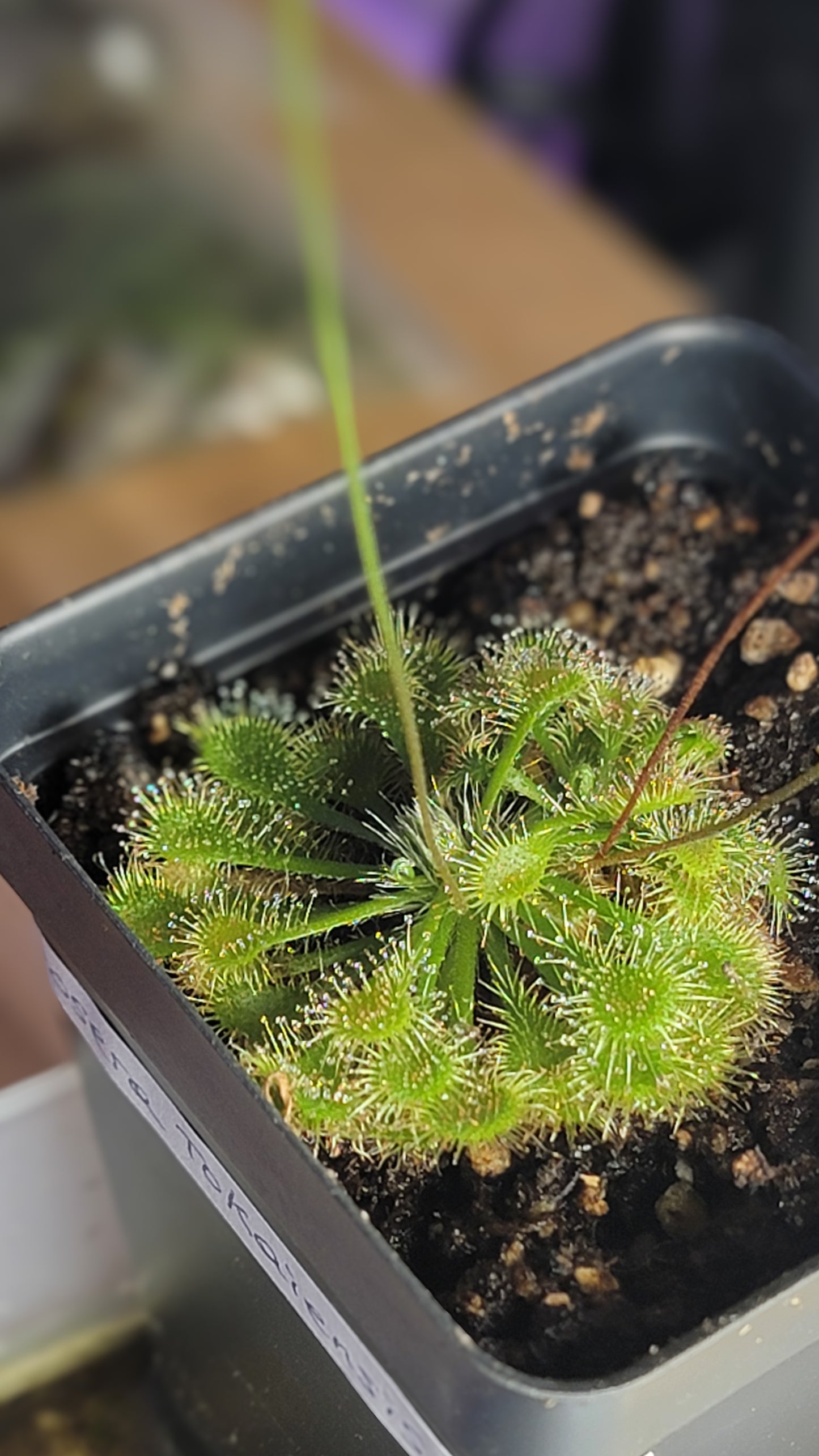 Drosera Tokaiensis