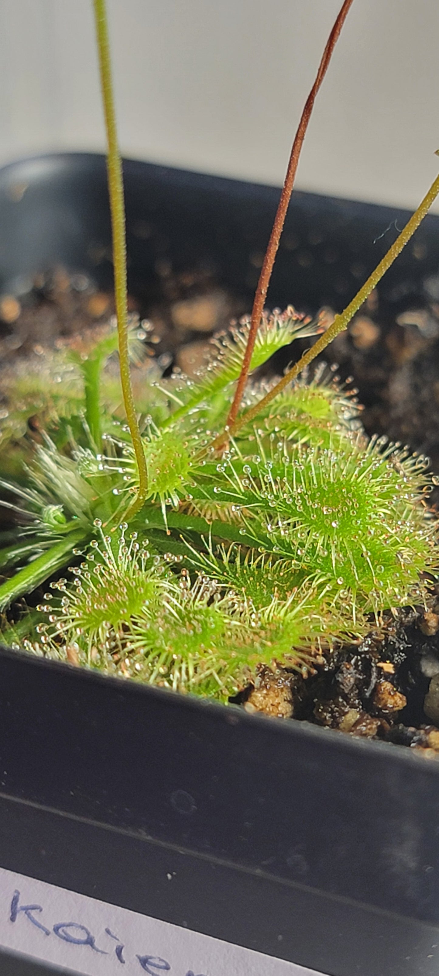 Drosera Tokaiensis