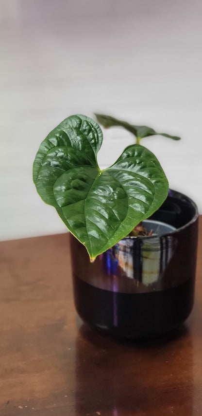 Anthurium Sagittatum x Luxurians