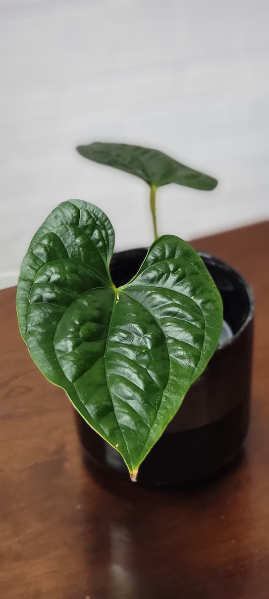 Anthurium Sagittatum x Luxurians