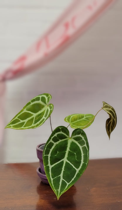 Anthurium SKG Crystallinum Silver x Besseae Aff