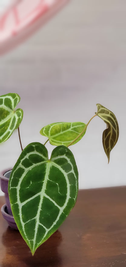 Anthurium SKG Crystallinum Silver x Besseae Aff