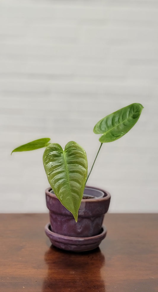 Anthurium Veitchii