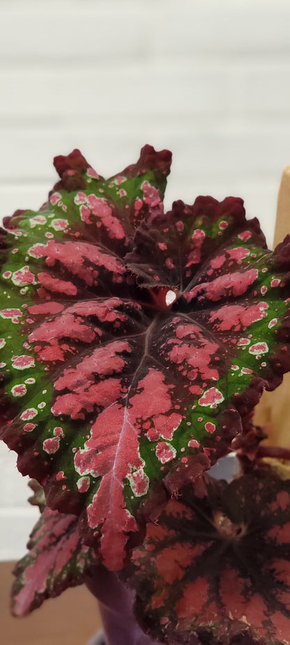 Begonia Festive