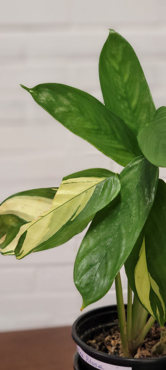 Calathea pilosa